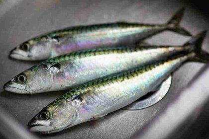 sardines